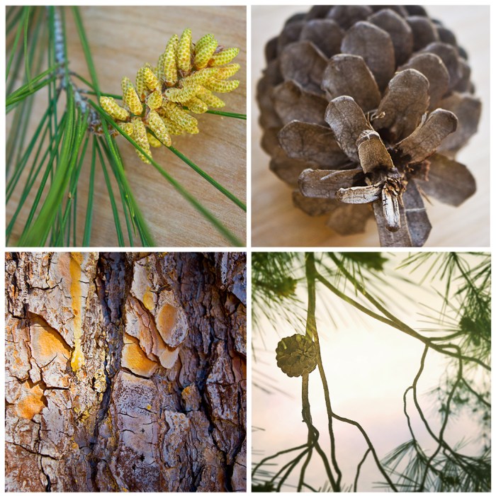 Pine Tree Squares