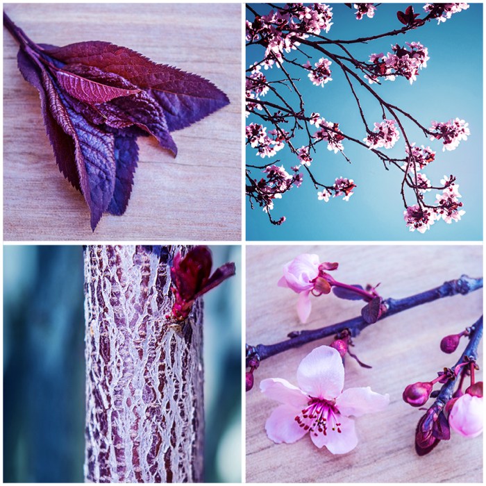 Plum Tree Blog Image